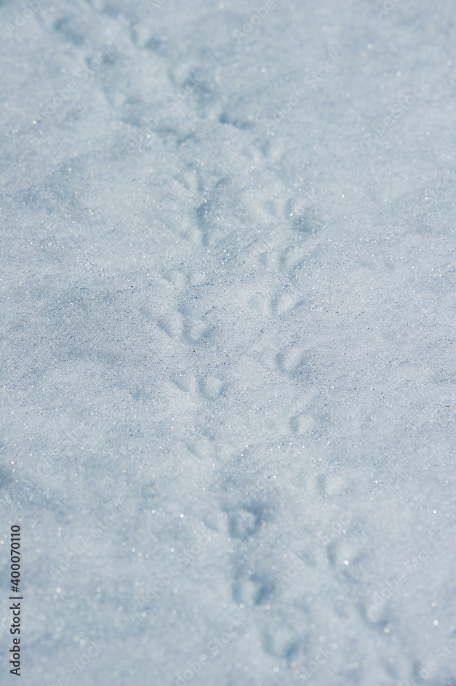 Penguin tracks on the snow