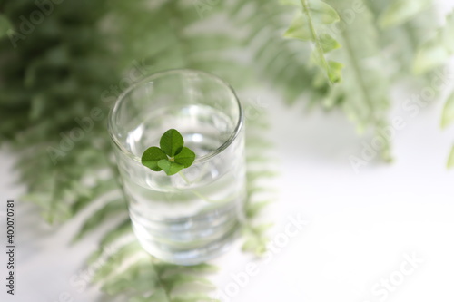 This is a glass of water with a 4 leaf clover. The background has a bright green fern on which the glass is sitting.