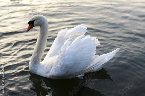 swans on the river