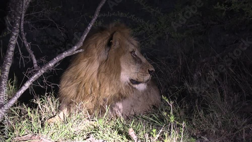 Male lion lies on grassy ground at night and looks around, spotlight