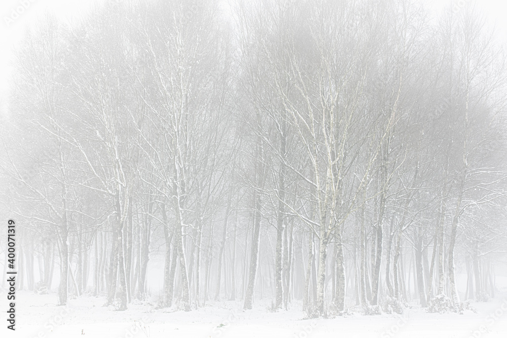 Obraz premium Forest in snowy landscape, Galicia, Spain.