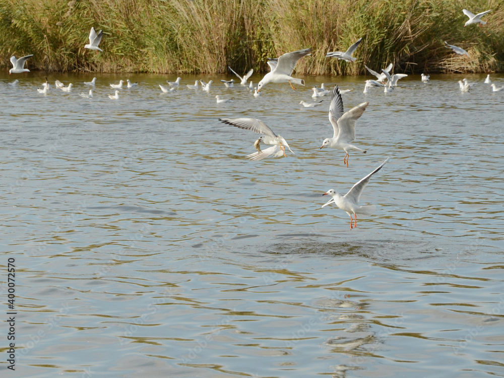 Fishing success of gull carrying fish. Competition for fish between black-headed gulls who dive below water surface