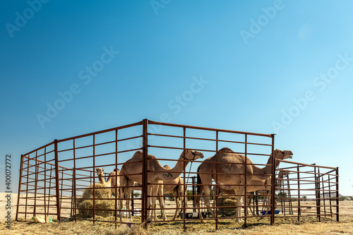 Group of camels in Al-Sarar desert, SAUDI ARABIA. © AFZALKHAN