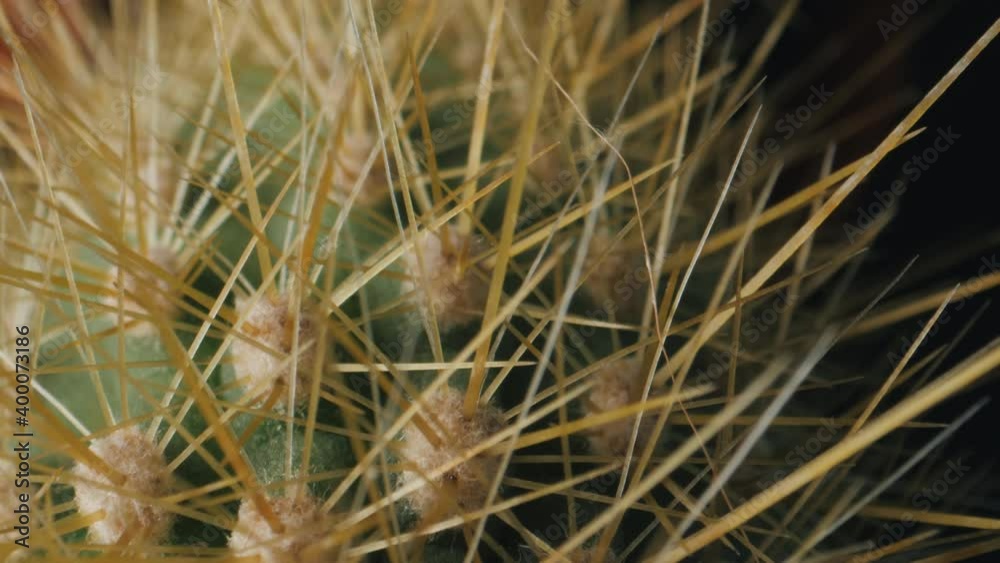 Extreme close-up of green cactus with lots of sharp needles.