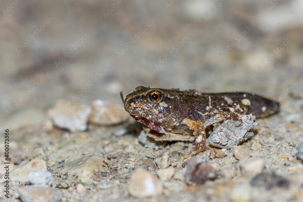 Grasfrosch oder Erdkröte in der Metamorphose Grasfrosch oder Erdkröte in der Metamorphose