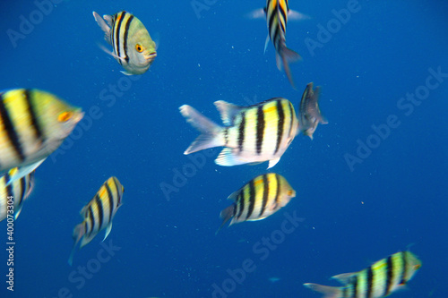 Colorful fish swim in the Red Sea around corals.