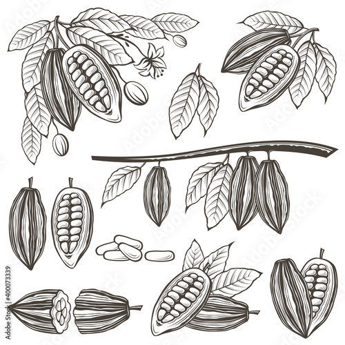 collection of cocoa beans, branch and leaves isolated on white background