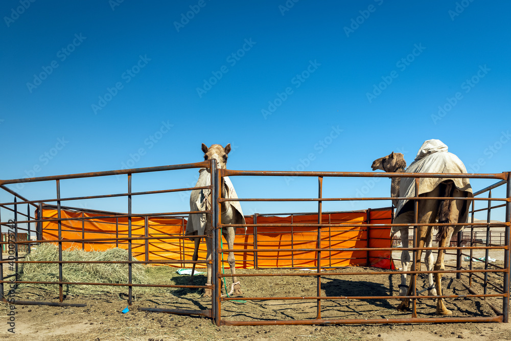 Group of camels in Al-Sarar desert, SAUDI ARABIA. Group of camels in Al-Sarar desert, SAUDI ARABIA.