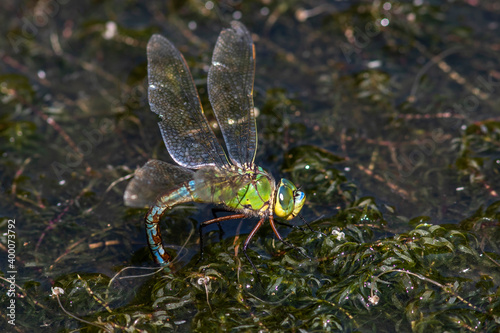 Gro  e K  nigslibelle  Anax imperator  Weibchen