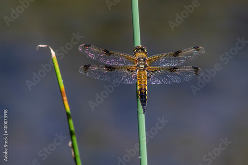 Vierfleck (Libellula quadrimaculata) photo