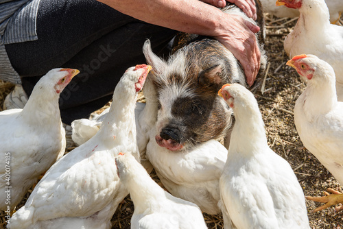 Hand petting a pig while it is hugging chickens. photo