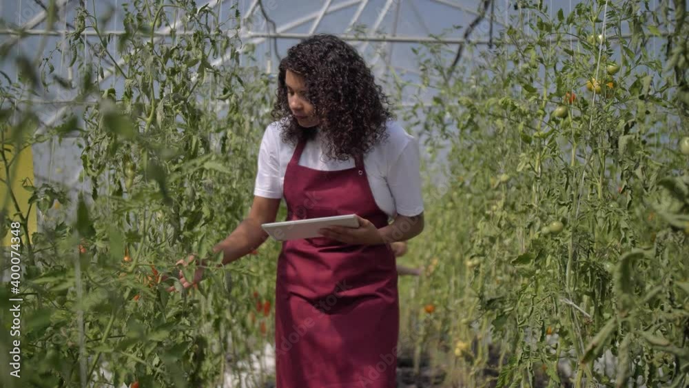 Young mixed race female greenhouse worker in apron with tablet walking between rows of tall tomato bushes and checking quality of growing plants. Farm business, organic vegetable production Young mixed race female greenhouse worker in apron with tablet walking between rows of tall tomato bushes and checking quality of growing plants. Farm business, organic vegetable production
