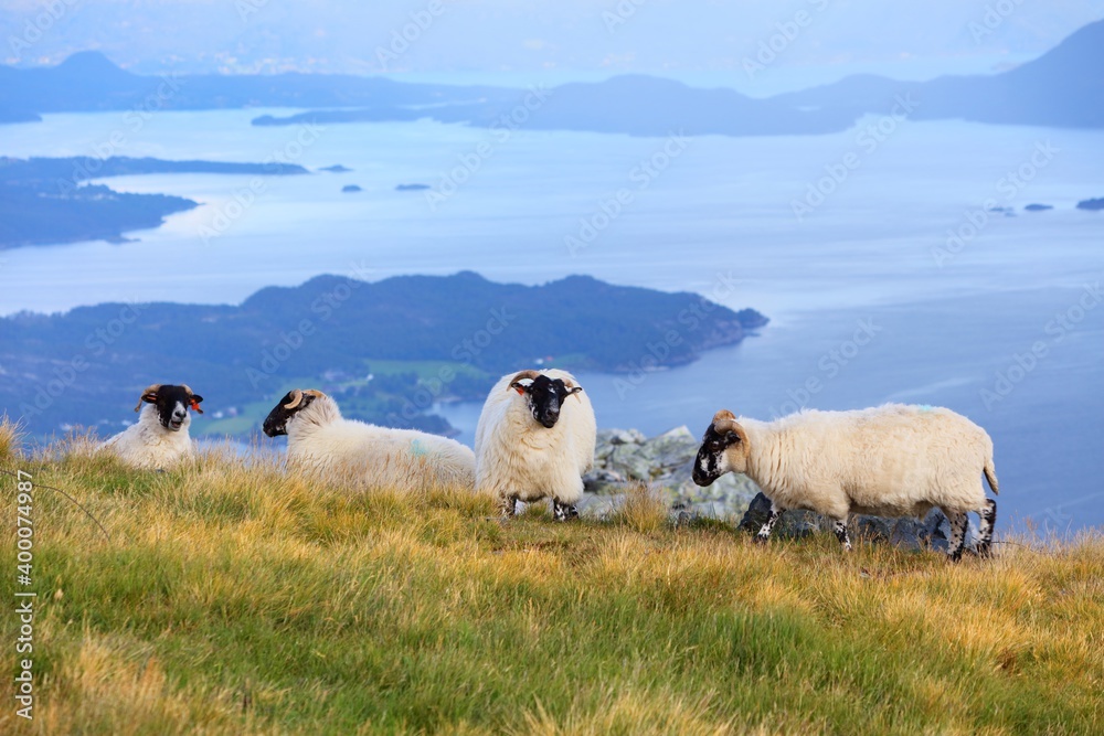 Obraz premium Sheep pasture in Norway