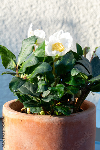 Die Christrose, Helleborus niger wird auch Schneerose oder Nieswurz genannt und begeistert im Winter mit ihren eleganten weißen Blüten. photo