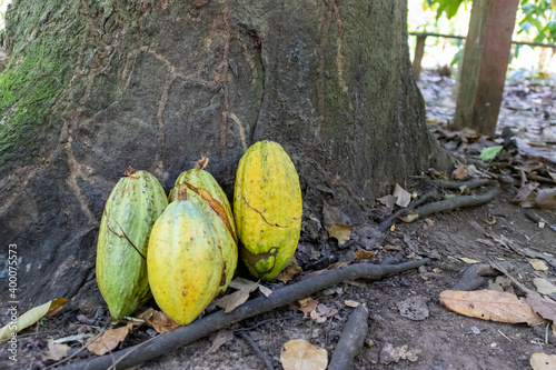 Arvore com frutos do cacau encostados e fundo desfocado photo