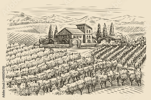 Vineyard landscape sketch. Hand drawn vintage vector illustration photo