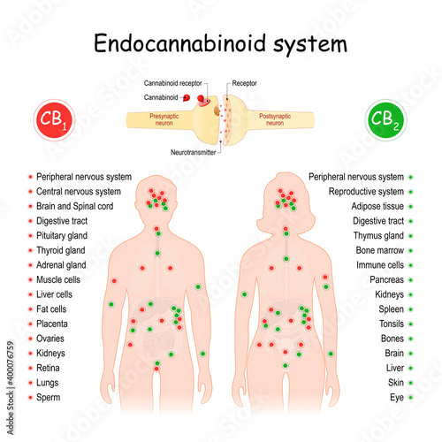 Endocannabinoid System. CB1 and CB2 Receptors.