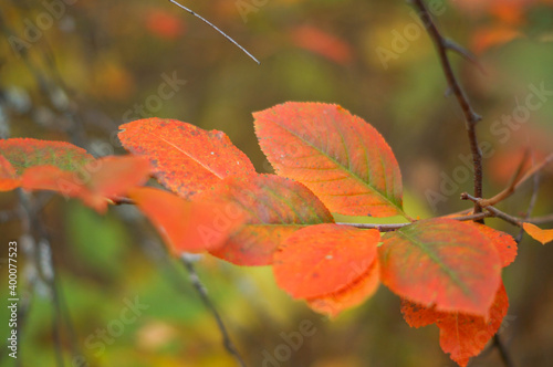 Red autumn leaves, very shallow focus, sunny autumnal day