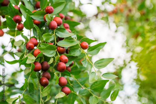 Ripe unabi on a tree branch in the garden. Close-up of tree branches with fruits Zizyphus