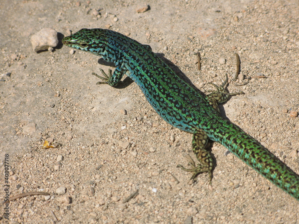 Naklejka premium Formentera wall lizard (Podarcis pityusensis formentera) - endemic species the island of Formentera, and nearby rocky islets, in the Balearic Islands of Spain