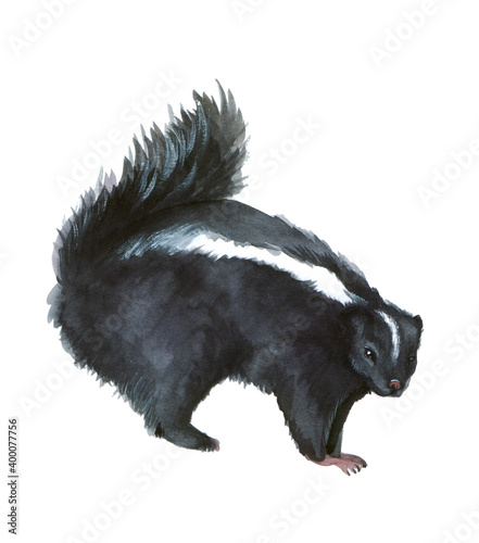 Cute watercolor skunk on a white background. Wild forest animal. Sketch. Perfect illustration for your poster, postcard, and any other design! photo