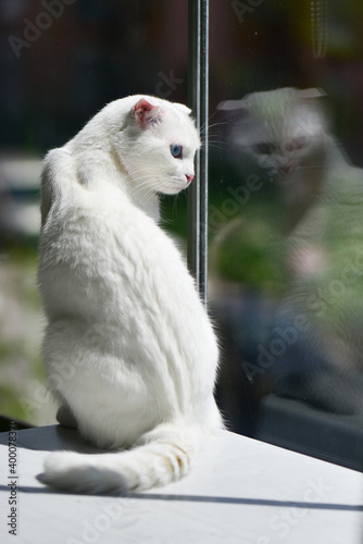 White Scottish fold kitten with blue eyes looking from the window