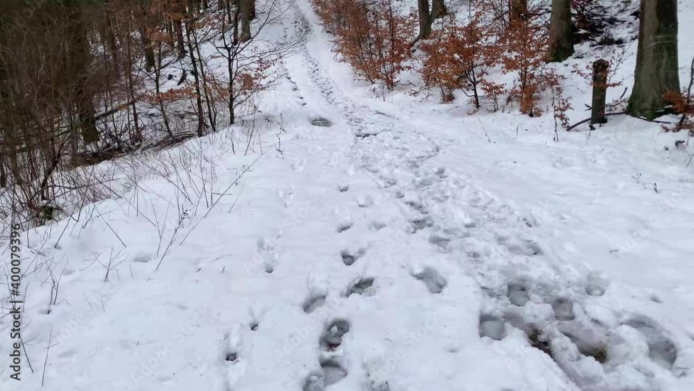 walk in the winter forest, deep footprints on white snow, snow-covered road, concept of nature protection, ecological balance, tourism, travel, active lifestyle