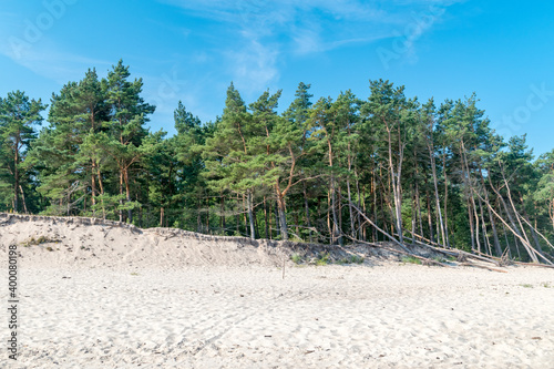 Trees on the beach on Baltic Sea at Sobieszewo island in Gdansk, Poland.