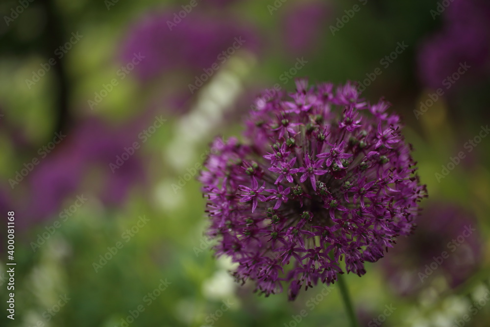 Obraz premium blooming purple flowers of decorative garlic in the garden