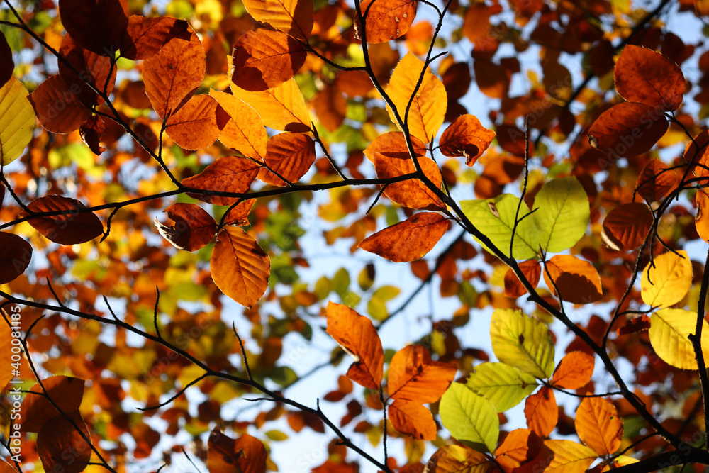 Herbst: Laubfärbung im Wald