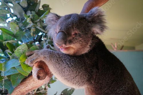 Photography Rescued koalas in Australia