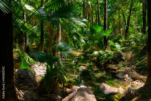 Fototapeta Naklejka Na Ścianę i Meble -  Empty tropical forest with palm trees in Queensland, Australia