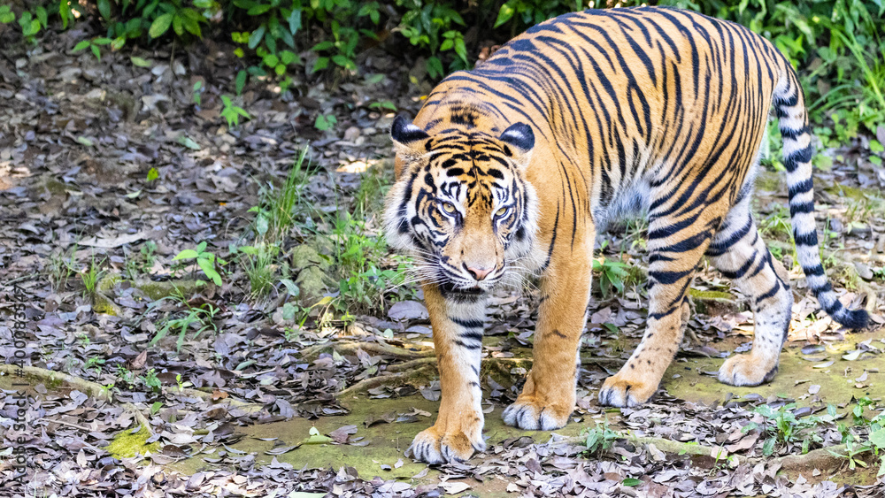 Obraz premium スマトラトラ Tiger
