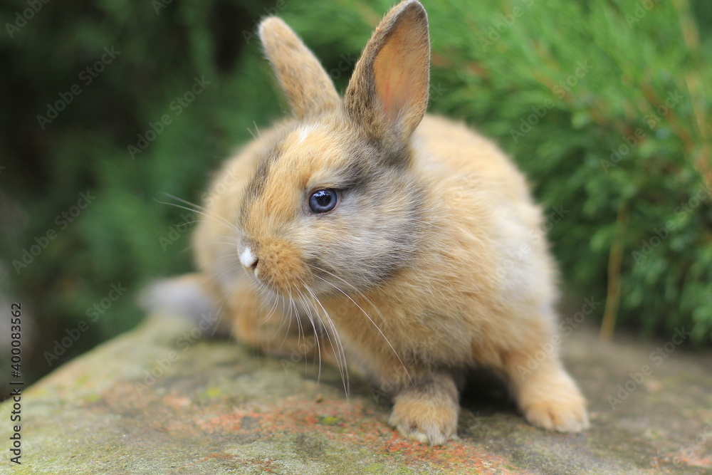 Fototapeta premium tricolor rabbit with blue eyes sitting on a rock.