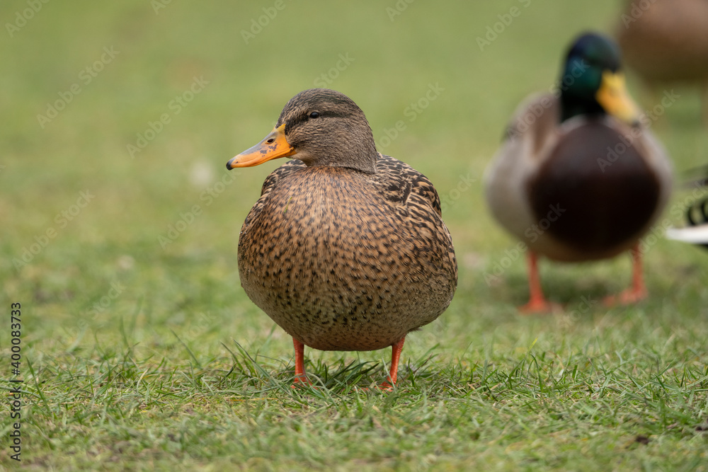 duck duck