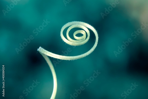 Bild auf Leinwand Tendrils of plants by taking very close up shots