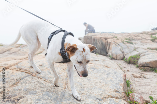 Dog Hiking & Rock Climbing in Acadia National Park