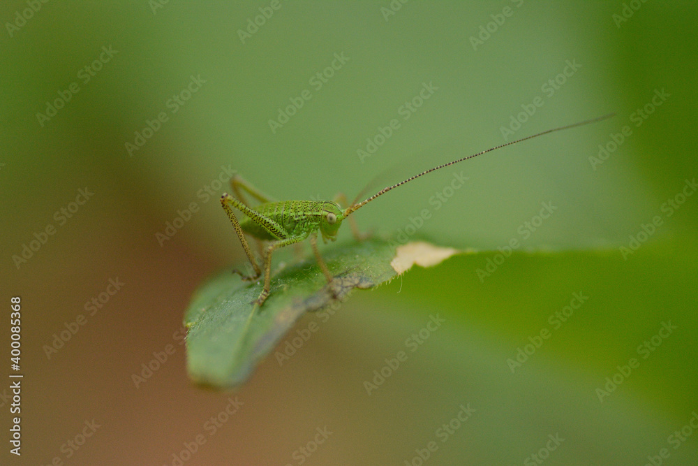 Macro of a grasshopper
Macro of a grasshopper
