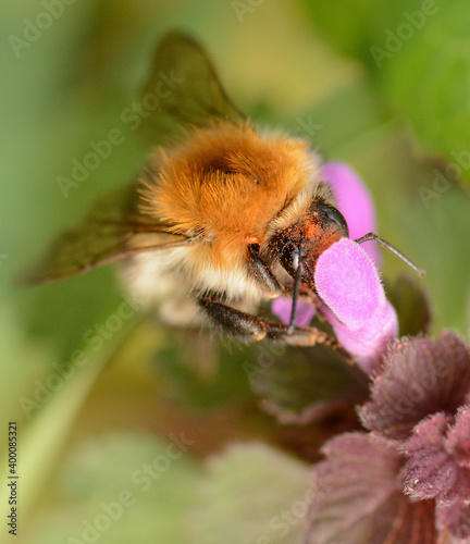 
Bumblebee looking for nectar in a flower
