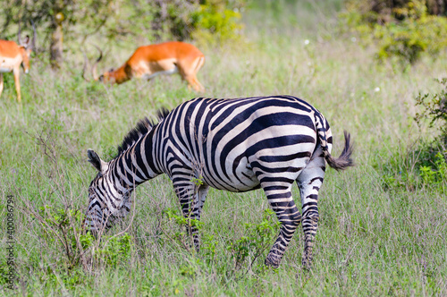 Zebras - Kenya  Africa  Masai Mara