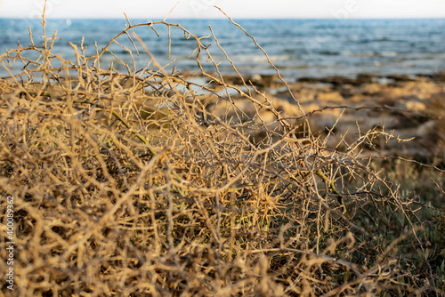 фотографія Dry bush in Ayia Napa coast in Cyprus