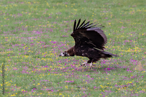 Eurasian Black Vulture (Aegypius monachus) young bird taking off in colourful blooming meadow, Bulgan Aimag, Mongolia