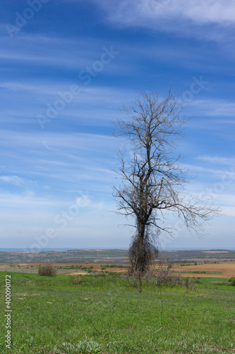 Spring landscape of Danubian Plain, Bulgaria