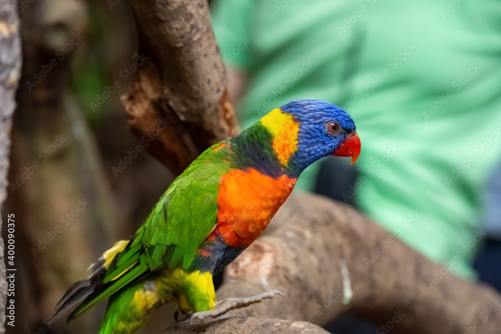 multi-color  lovely parrot stands on a tree