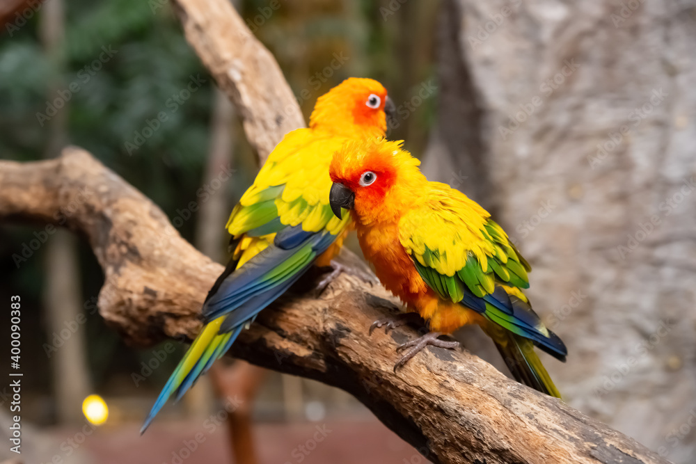 couple of lovely parrots stand on a tree