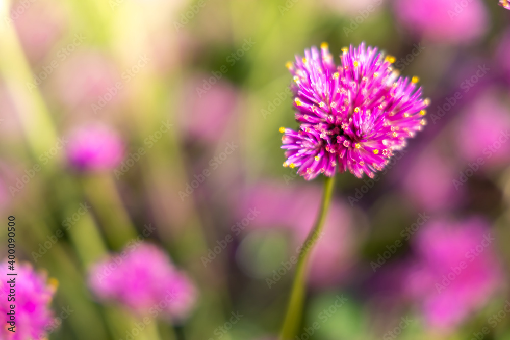 The background image of the colorful flowers The background image of the colorful flowers