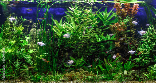 A green beautiful planted tropical freshwater aquarium with fishes zebra angelfish pterophyllum scalare aquarium