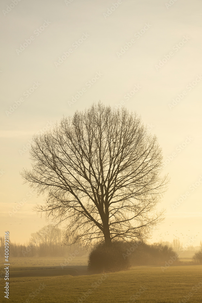 Fototapeta premium Single silhouetted tree against golden glow of winter sunrise in hazy mist landscape