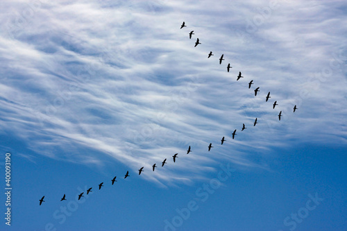 Fotografia Migrating geese