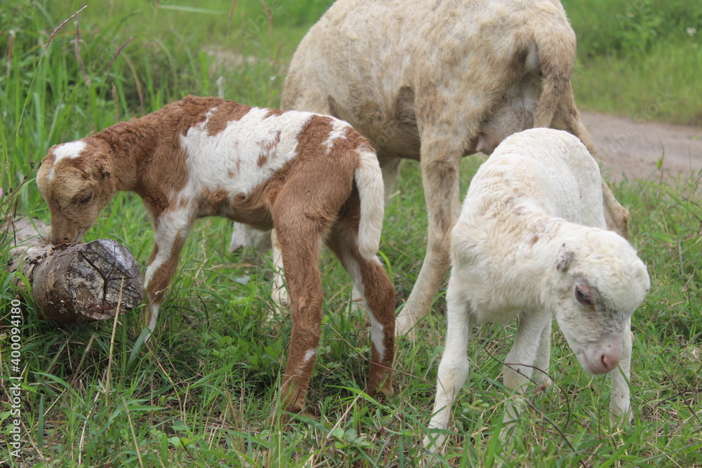 Little goats eat grass and wood Little goats eat grass and wood